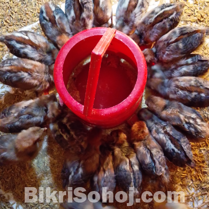 ১২ দিনের ফাউমি মুরগির বাচ্চা